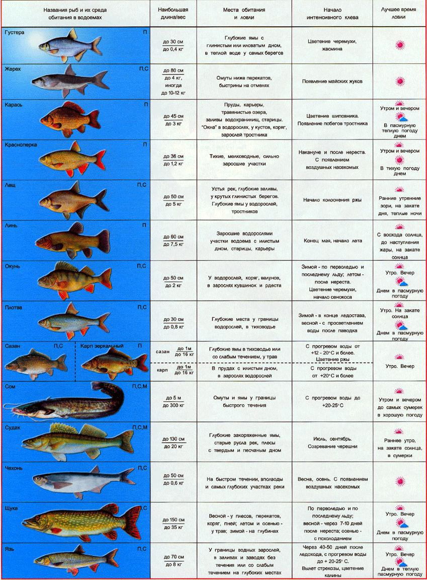 http://fisherfishes.ucoz.ru/_nw/0/92905060.jpg